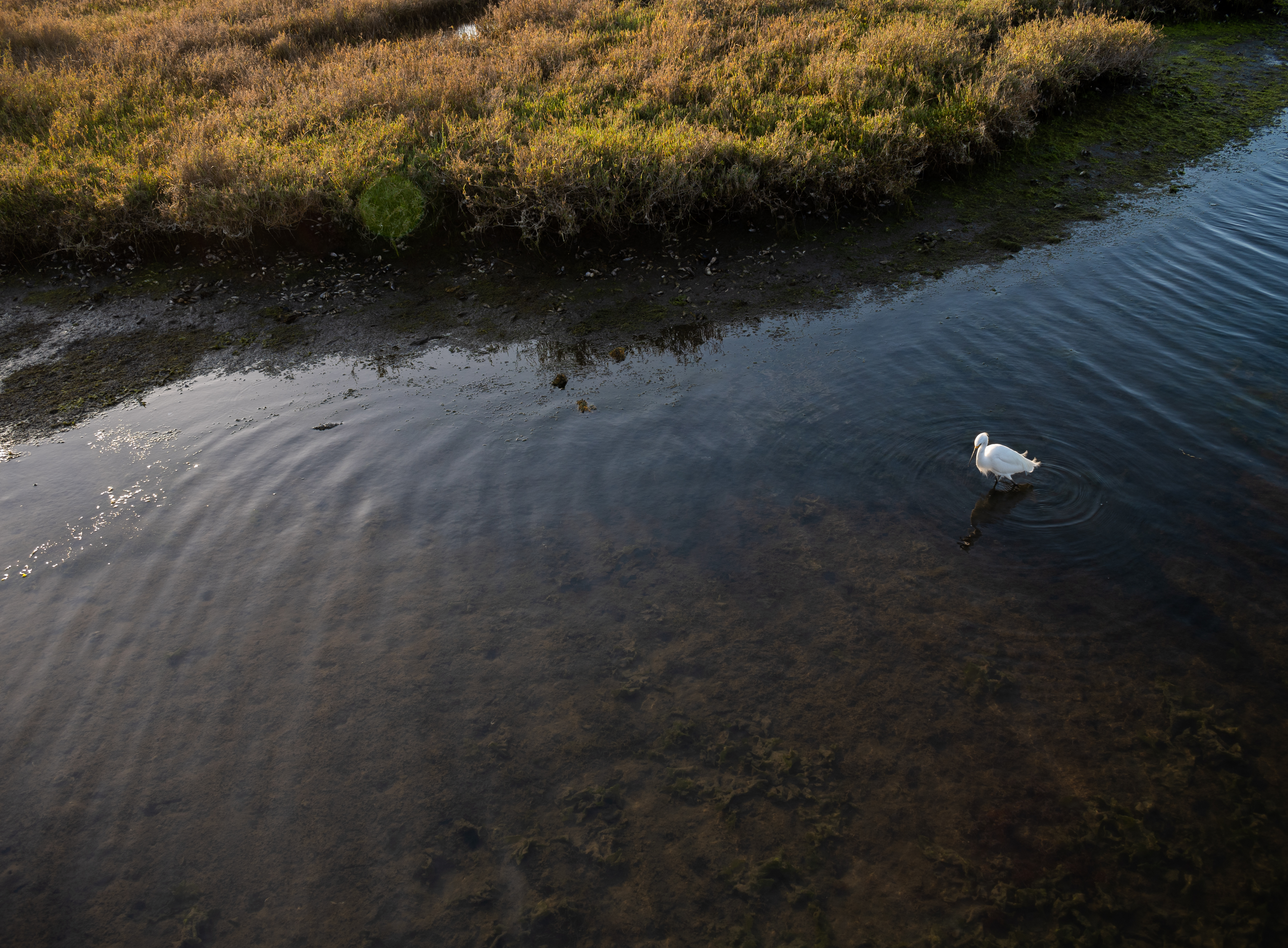 Snowy egret